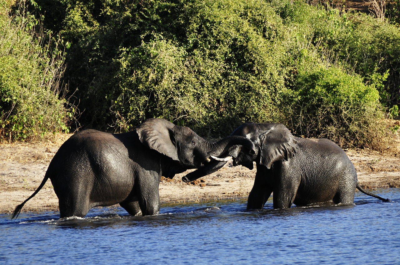 Fighting Elephants
